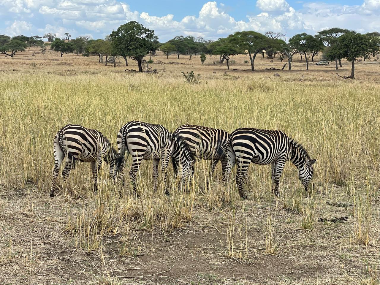 Tarangire National Park