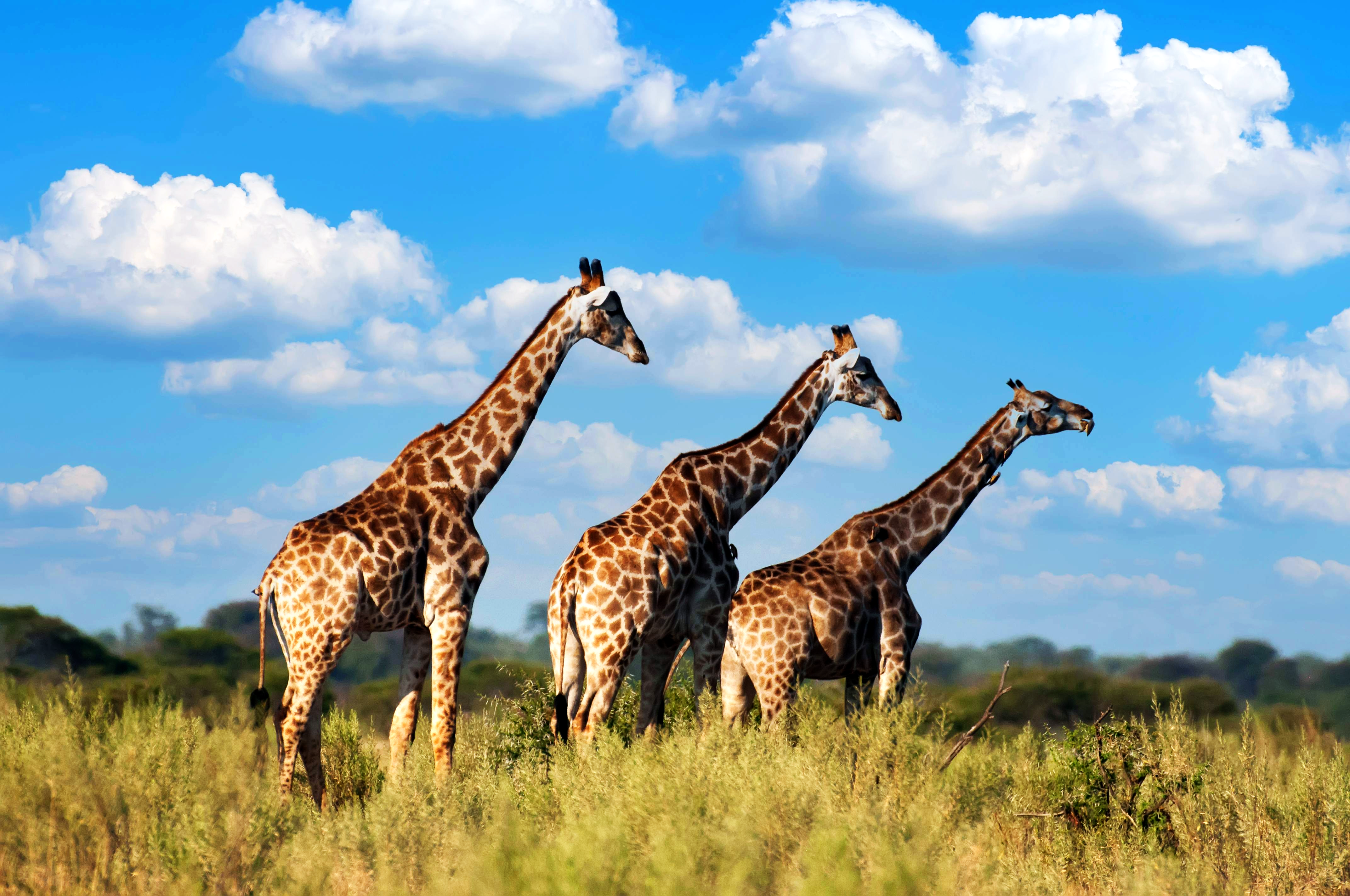 Giraffe